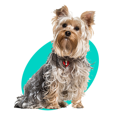 Yorkshire Terrier - Wszystkie Informacje I Opis Rasy - Zoocial.pl